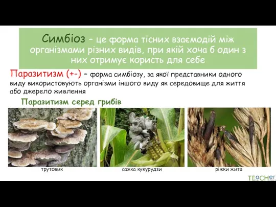 Симбіоз – це форма тісних взаємодій між організмами різних видів,