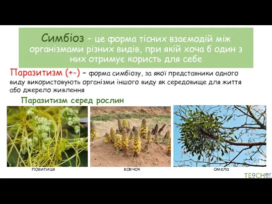 Симбіоз – це форма тісних взаємодій між організмами різних видів,