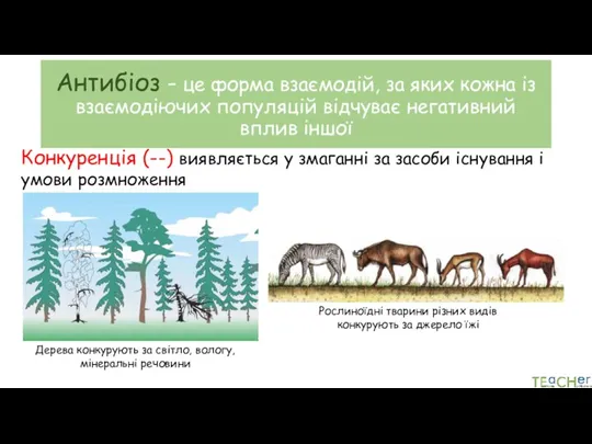 Антибіоз – це форма взаємодій, за яких кожна із взаємодіючих