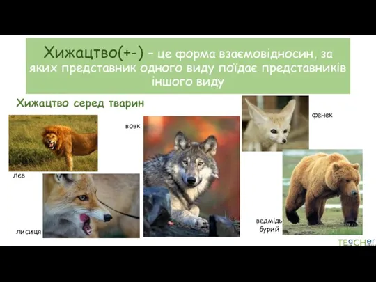 Хижацтво(+-) – це форма взаємовідносин, за яких представник одного виду поїдає представників іншого виду