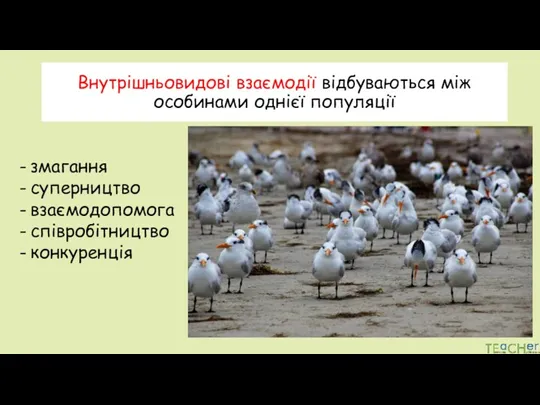 Внутрішньовидові взаємодії відбуваються між особинами однієї популяції змагання суперництво взаємодопомога співробітництво конкуренція