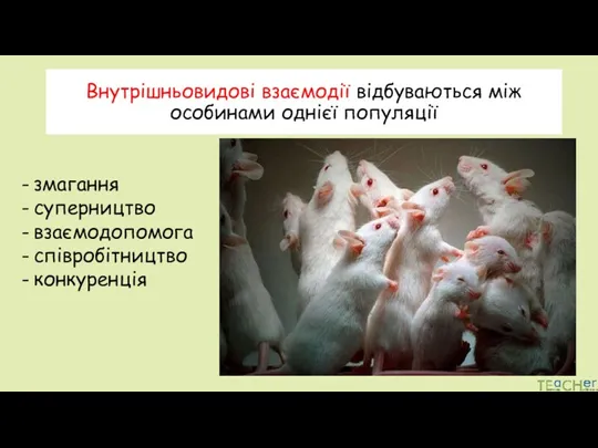 Внутрішньовидові взаємодії відбуваються між особинами однієї популяції змагання суперництво взаємодопомога співробітництво конкуренція