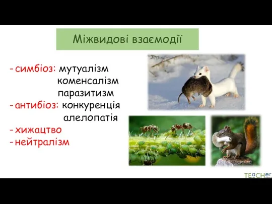Міжвидові взаємодії симбіоз: мутуалізм коменсалізм паразитизм антибіоз: конкуренція алелопатія хижацтво нейтралізм