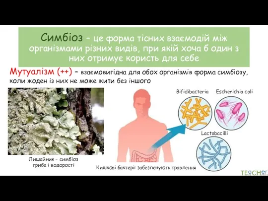 Симбіоз – це форма тісних взаємодій між організмами різних видів,