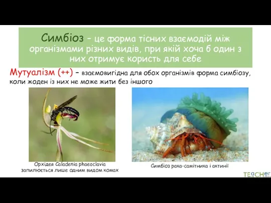 Симбіоз – це форма тісних взаємодій між організмами різних видів,