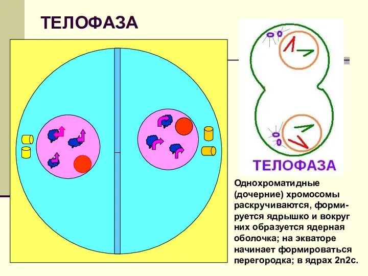 ТЕЛОФАЗА Однохроматидные (дочерние) хромосомы раскручиваются, форми-руется ядрышко и вокруг них