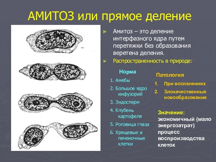 АМИТОЗ или прямое деление Амитоз – это деление интерфазного ядра