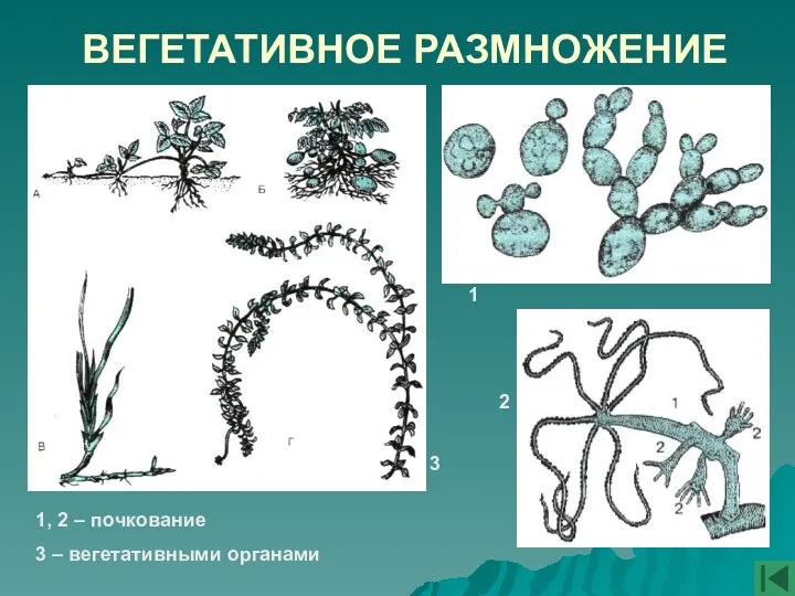 ВЕГЕТАТИВНОЕ РАЗМНОЖЕНИЕ 1 2 3 1, 2 – почкование 3 – вегетативными органами