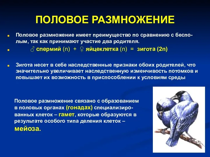 ПОЛОВОЕ РАЗМНОЖЕНИЕ Половое размножение имеет преимущество по сравнению с беспо-лым,