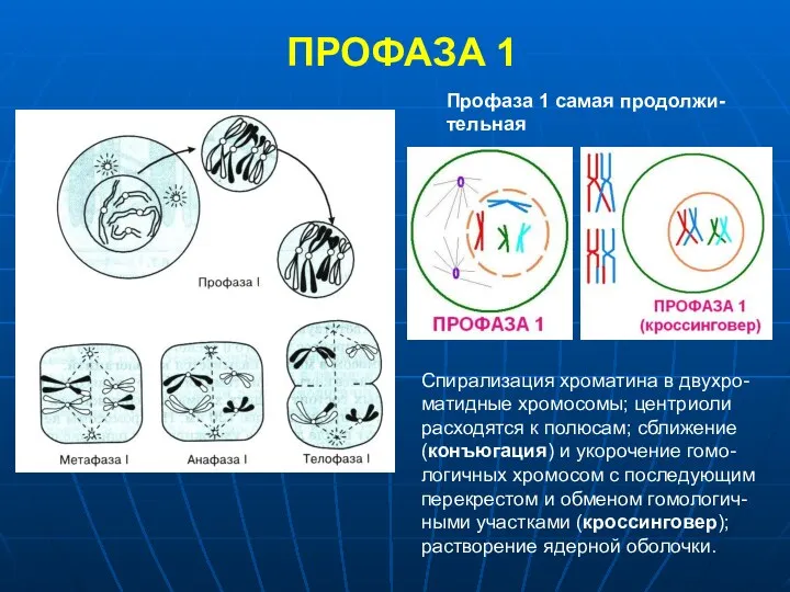 ПРОФАЗА 1 Профаза 1 самая продолжи-тельная Спирализация хроматина в двухро-матидные