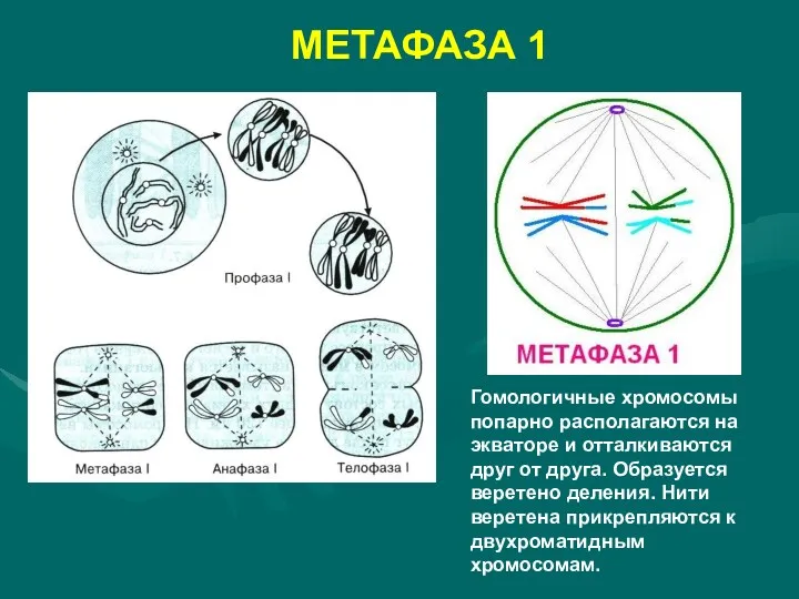 МЕТАФАЗА 1 Гомологичные хромосомы попарно располагаются на экваторе и отталкиваются