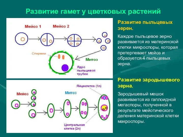 Развитие гамет у цветковых растений Развитие пыльцевых зерен. Каждое пыльцевое