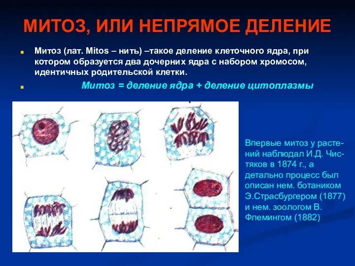 МИТОЗ, ИЛИ НЕПРЯМОЕ ДЕЛЕНИЕ Митоз (лат. Mitos – нить) –такое