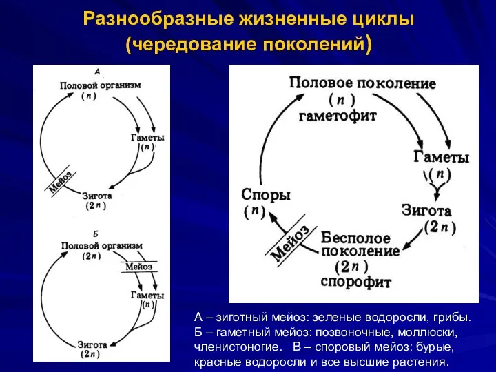 Разнообразные жизненные циклы (чередование поколений) А – зиготный мейоз: зеленые