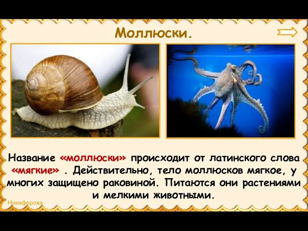 Название «моллюски» происходит от латинского слова «мягкие» . Действительно, тело