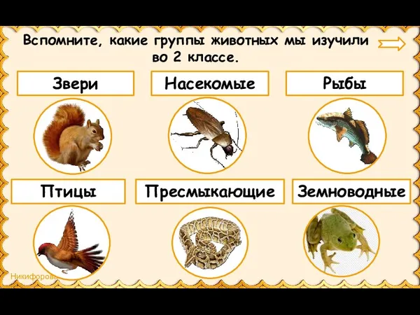 Вспомните, какие группы животных мы изучили во 2 классе. Звери Насекомые Рыбы Пресмыкающие Земноводные Птицы