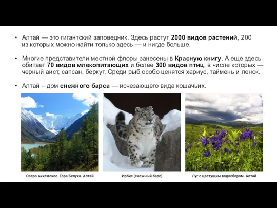 Заповедные места Алтай — это гигантский заповедник. Здесь растут 2000