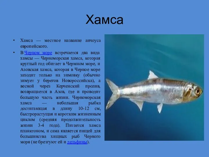 Хамса Хамса — местное название анчоуса европейского. В Черном море встречается два вида
