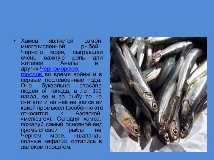 Хамса является самой многочисленной рыбой Черного моря, сыгравшей очень важную роль для жителей