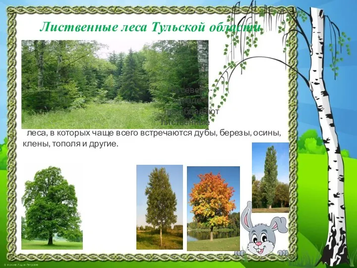 Лиственные леса Тульской области На северо- западе преобладают лиственные леса,