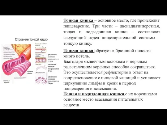 Тонкая кишка – основное место, где происходит пищеварение. Три части