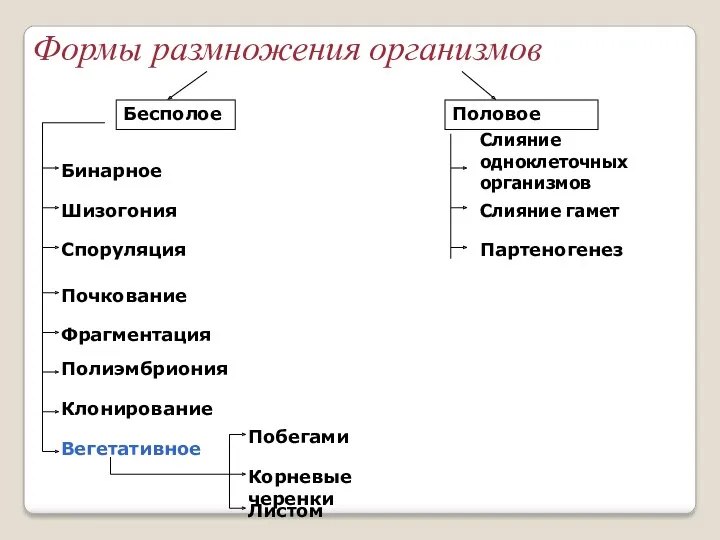 Формы размножения организмов Бесполое Половое Бинарное Шизогония Споруляция Вегетативное Почкование