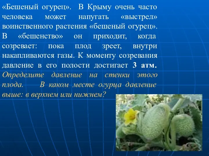 «Бешеный огурец». В Крыму очень часто человека может напугать «выстрел»