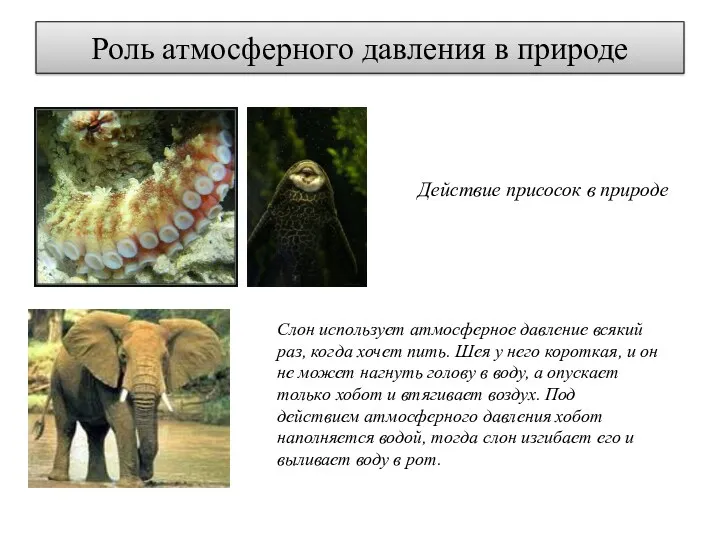 Роль атмосферного давления в природе Действие присосок в природе Слон