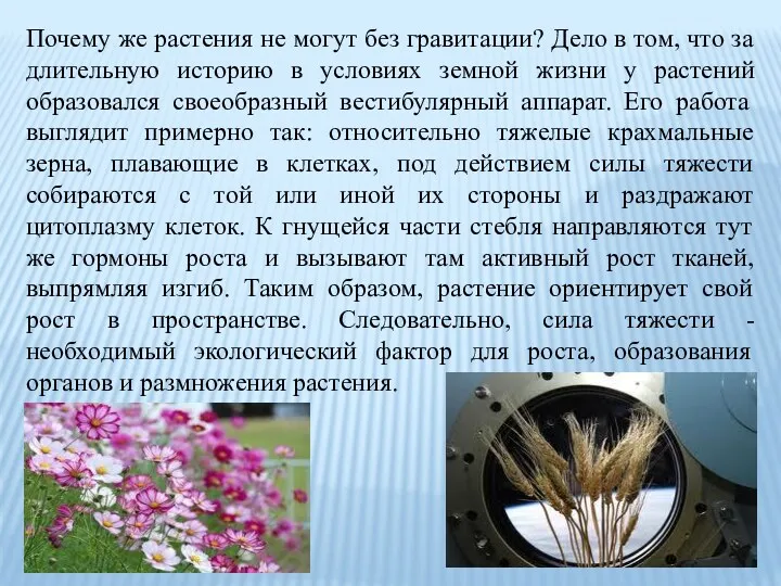 Почему же растения не могут без гравитации? Дело в том,