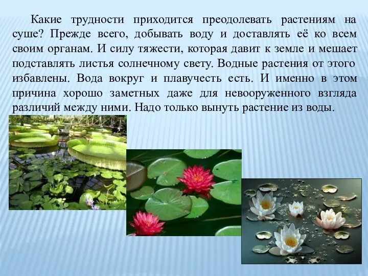 Какие трудности приходится преодолевать растениям на суше? Прежде всего, добывать