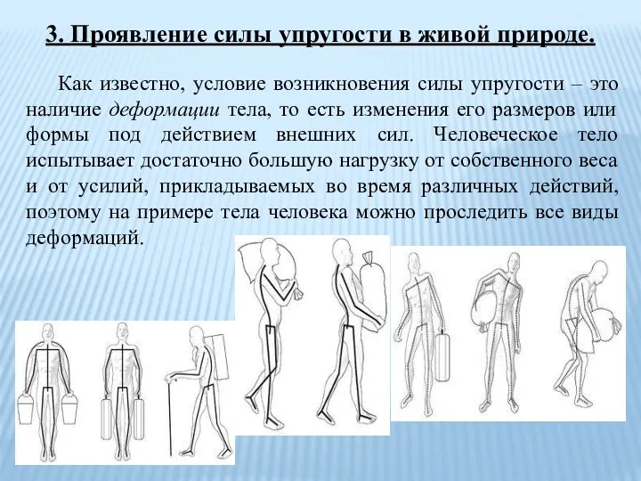 3. Проявление силы упругости в живой природе. Как известно, условие