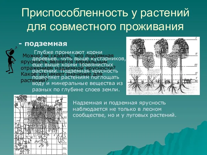 Приспособленность у растений для совместного проживания - подземная Глубже проникают