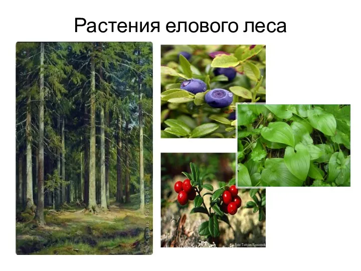 Растения елового леса