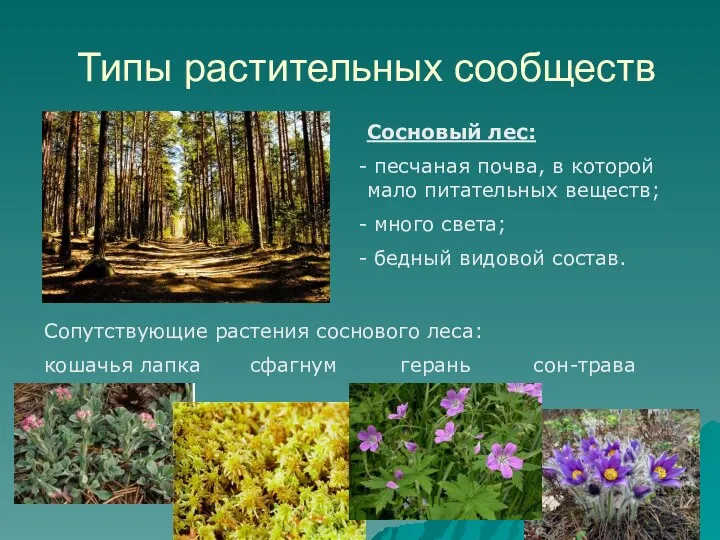 Типы растительных сообществ Сосновый лес: песчаная почва, в которой мало
