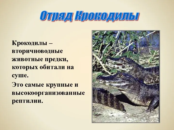 Крокодилы – вторичноводные животные предки, которых обитали на суше. Это