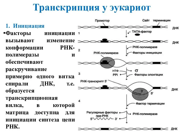 Транскрипция у эукариот 1. Инициация Факторы инициации вызывают изменение конформации