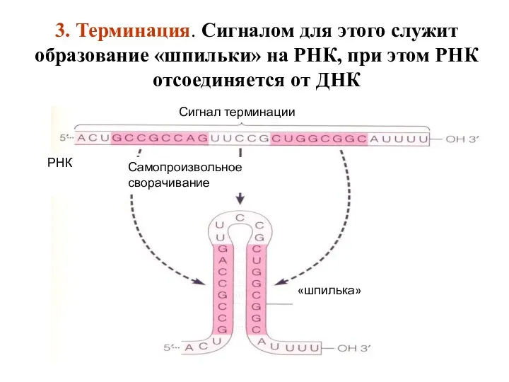 3. Терминация. Сигналом для этого служит образование «шпильки» на РНК,