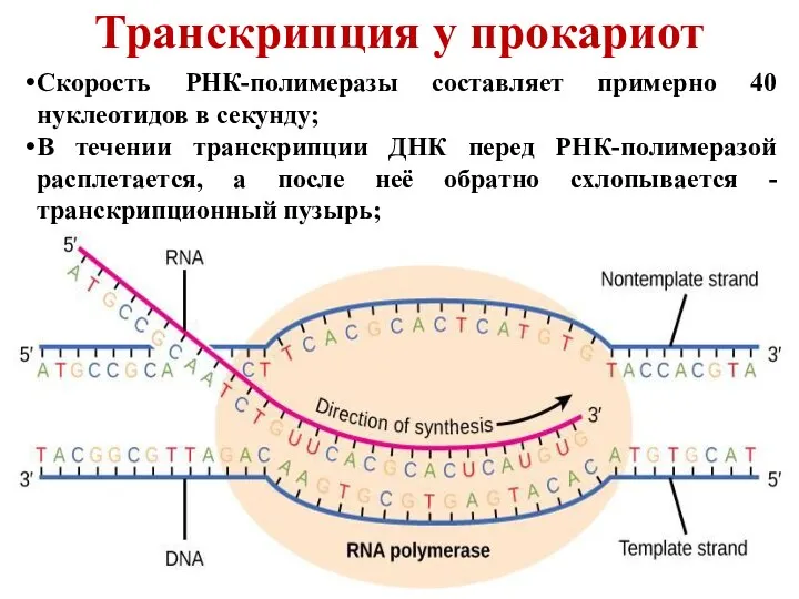 Транскрипция у прокариот Скорость РНК-полимеразы составляет примерно 40 нуклеотидов в