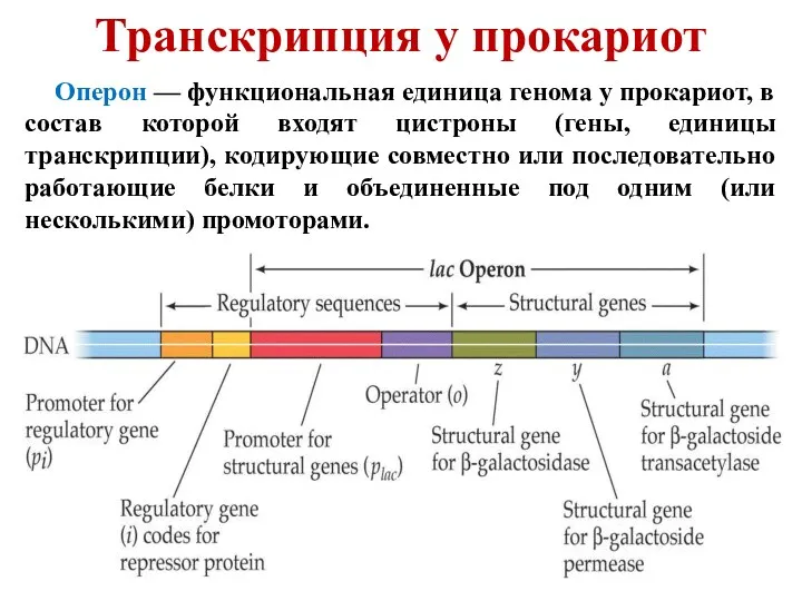 Транскрипция у прокариот Оперон — функциональная единица генома у прокариот,
