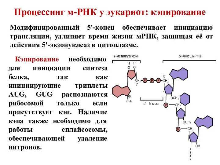 Процессинг м-РНК у эукариот: кэпирование Модифицированный 5'-конец обеспечивает инициацию трансляции,