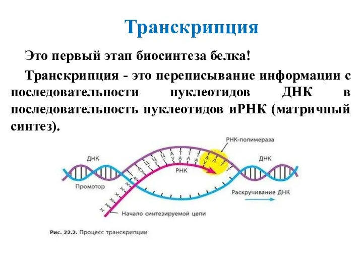 Это первый этап биосинтеза белка! Транскрипция - это переписывание информации