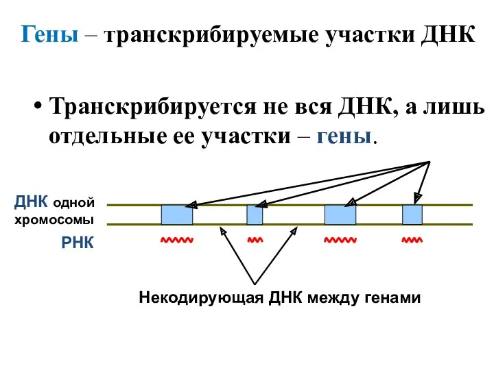 Гены – транскрибируемые участки ДНК Транскрибируется не вся ДНК, а