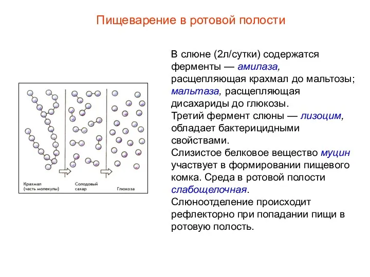 В слюне (2л/сутки) содержатся ферменты — амилаза, расщепляющая крахмал до