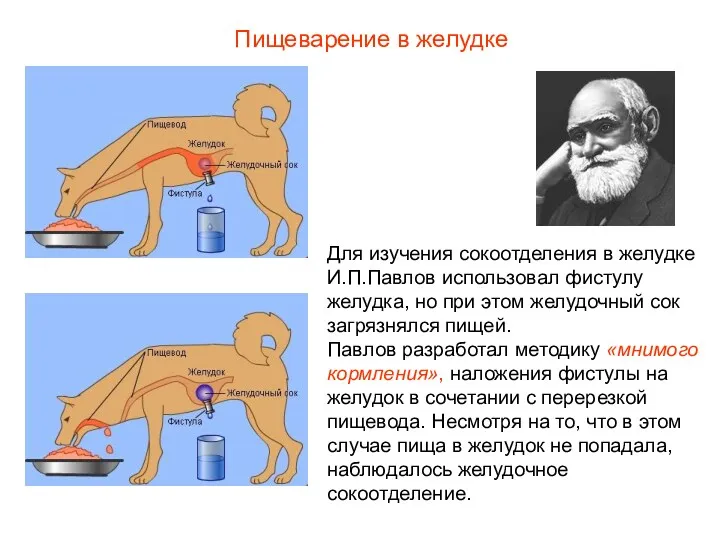 Для изучения сокоотделения в желудке И.П.Павлов использовал фистулу желудка, но