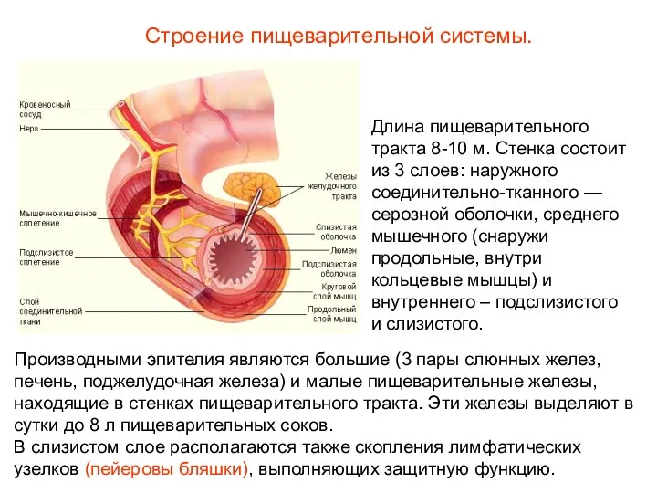 Длина пищеварительного тракта 8-10 м. Стенка состоит из 3 слоев: