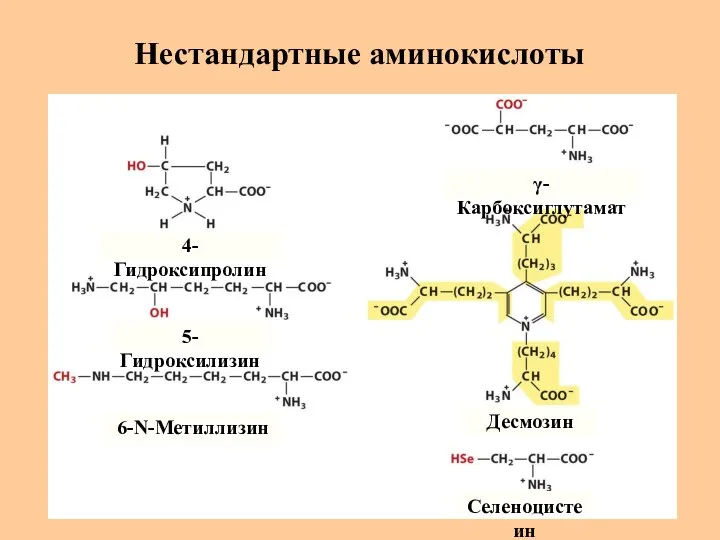 Нестандартные аминокислоты 4-Гидроксипролин 5-Гидроксилизин 6-N-Метиллизин γ-Карбоксиглутамат Десмозин Селеноцистеин