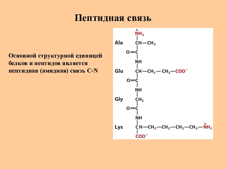 Пептидная связь Основной структурной единицей белков и пептидов является пептидная (амидная) связь C-N