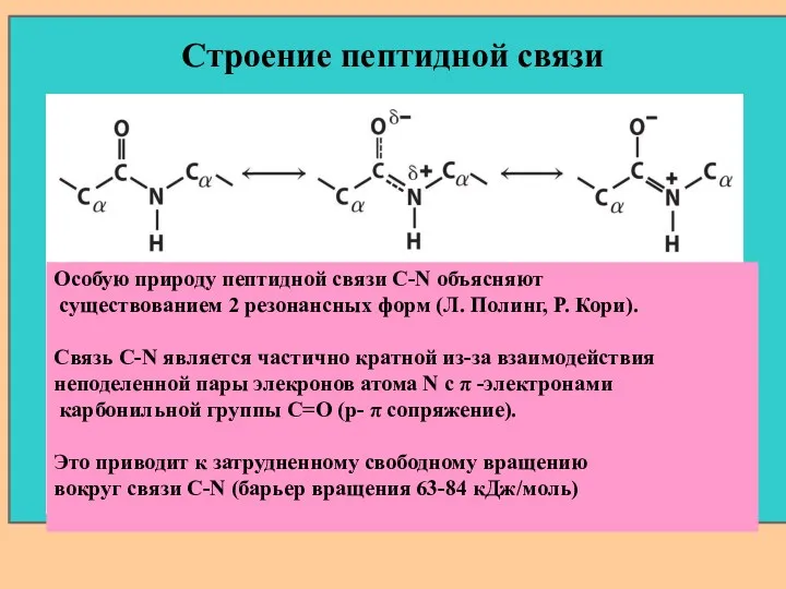 Строение пептидной связи Особую природу пептидной связи C-N объясняют существованием