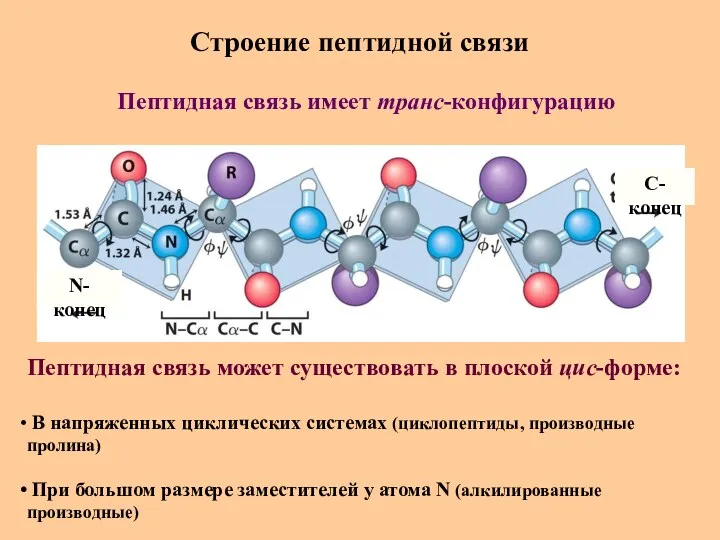 Строение пептидной связи N-конец C-конец Пептидная связь имеет транс-конфигурацию Пептидная