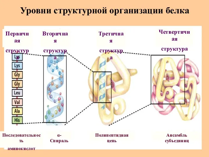 Уровни структурной организации белка Первичная структура Последовательность аминокислот α-Спираль Полипептидная